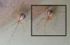 Enoplognatha sp.